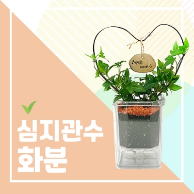 아이비 하트 유인 심지관수화분