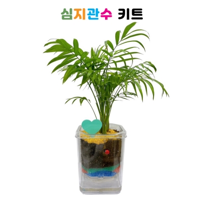 심지관수 화분 키트(식물선택 가능)