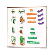 자석칠판용 나비일생 3D 모형세트 EI1761