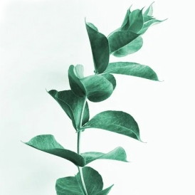 유칼립투스 에센셜 오일 ( Eucalyptus E.O)
