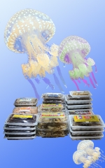 SL-231(투명,백색)--1줄(100EA)