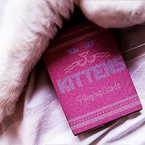 메디슨 키튼 덱(Madison Kittens Playing cards)