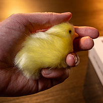 더 파이널 로드 베이비 칙스(The Final Load Baay Chicks)