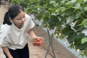 DMZ tour + Strawberry Picking