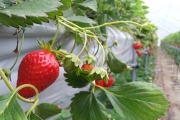 DMZ tour + Strawberry Picking