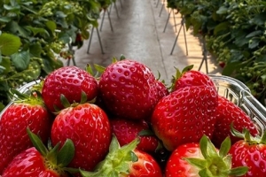 DMZ tour + Strawberry Picking