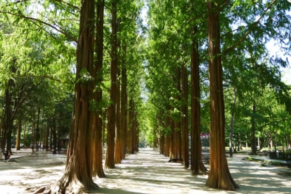 Nami Island and Garden of Morning Calm tour