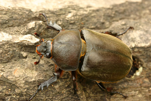 장수풍뎅이 암컷 특대