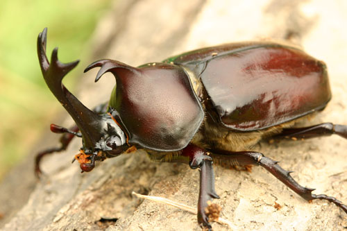 장수풍뎅이 수컷 특대