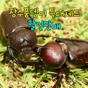 장수풍뎅이 특대세트