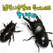 넓적사슴벌레 특대세트