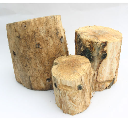 사슴벌레 산란목 소