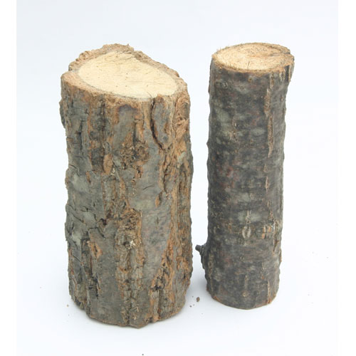 성충용놀이목 대