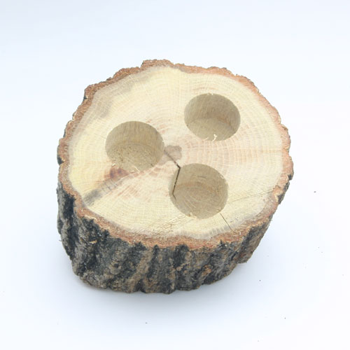 먹이접시목 3구