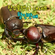 장수풍뎅이대세트