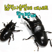 넓적사슴벌레 대세트