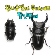 왕사슴벌레 특대세트