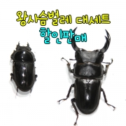 왕사슴벌레 대세트