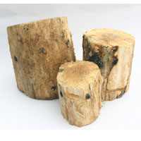 사슴벌레 산란목