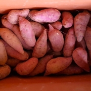 해남 꿀고구마 베니하루카고구마 3kg 5kg 10kg (무료배송)