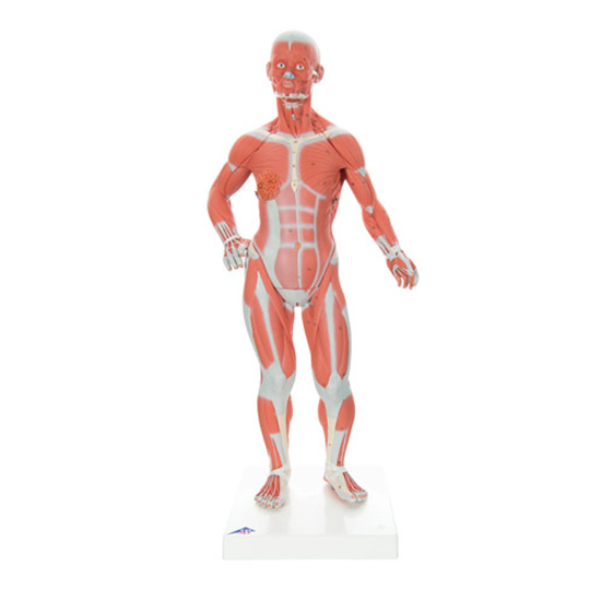 [3B/독일] 근육모형(실제의 ¼ 크기), 2-파트 B59 [1000212] / ¼ Life-Size Muscle Figure ...