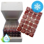 AST UV 냉동 장구벌레 에이스 UV 냉짱 1팩 2팩 6팩 12팩 18팩_1박스 택 일 수입사 직수령 드라이아이스포장