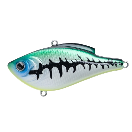 납자루60 615 BONY BASS