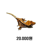 크레스티드게코 수컷