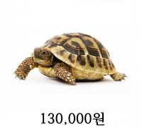 동헤르만 육지거북 베이비