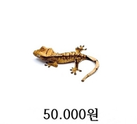 익스트림/트라이 할리퀸