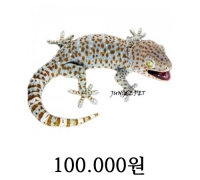 토케이게코 퍼펙트 테일