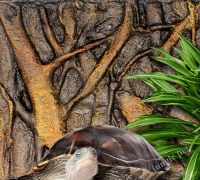 사육장 나무배경 백스크린 60x45cm