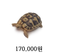 그리스 육지거북이 베이비