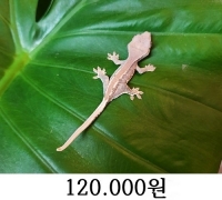 릴리화이트 솔리드급