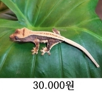 릴리화이트 (한정수량 이벤트)