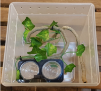 크레스티드 게코  사육 세트