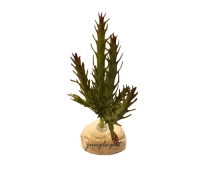 비바리움 식물 no.5