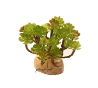 비바리움 식물 no.4