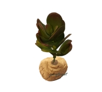 비바리움 식물 no.3