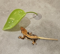 크레스티드게코 나뭇잎 백업 은신처