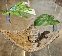 크레스티드게코 뜨개질 해먹