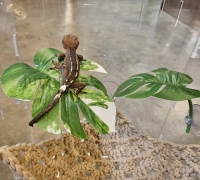 크레스티드게코 몬스테라 부착식 나뭇잎