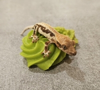 파충류 탈피 머랭쿠키