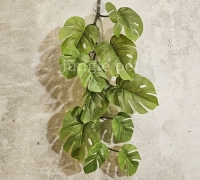 몬스테라 넝쿨 45cm