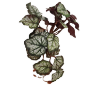 이츠렙 부착식 비바리움 넝쿨