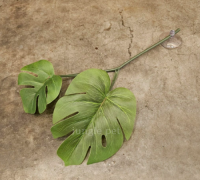 몬스테라 듀얼 나뭇잎