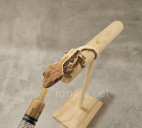 크레스티드게코 피딩대 (소/대)