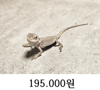 하이포 제로 베이비