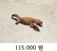 펫테일 패턴리스