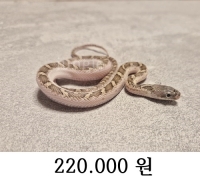 화이트 사이드 렛스네이크